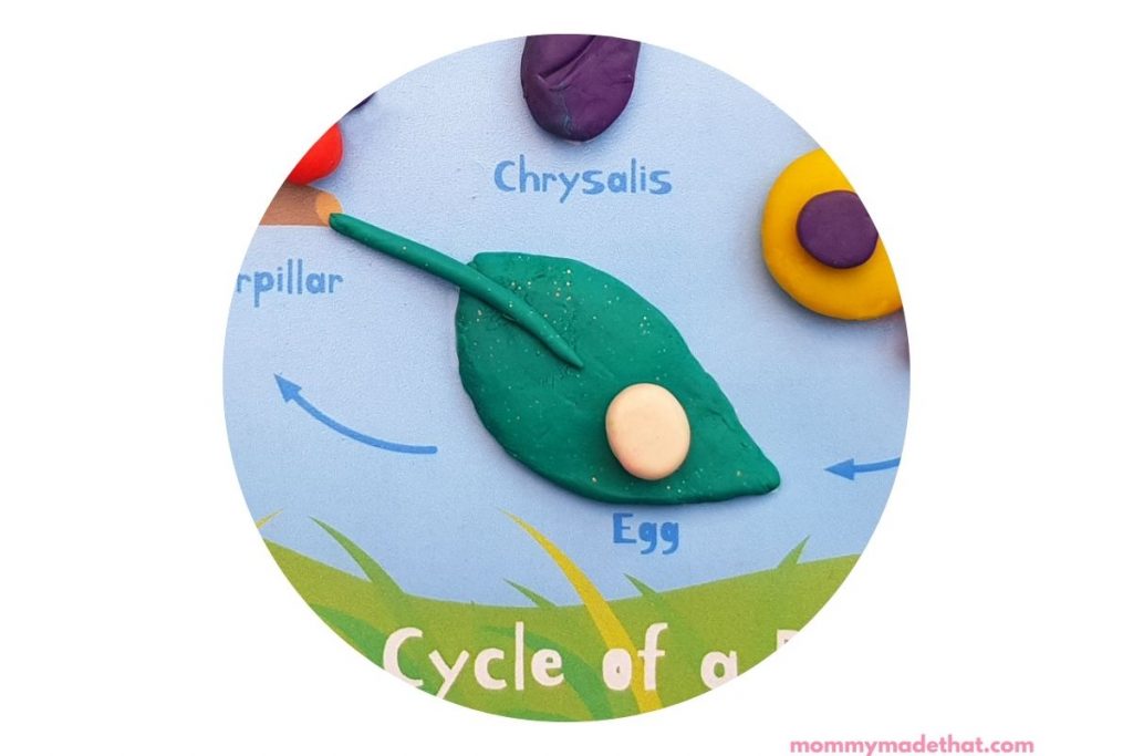egg stage of butterfly life cycle demonstrated on printable mat with play doh