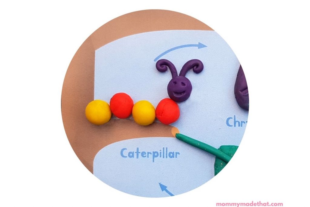 caterpillar stage of butterfly life cycle demonstrated on printable mat with play doh