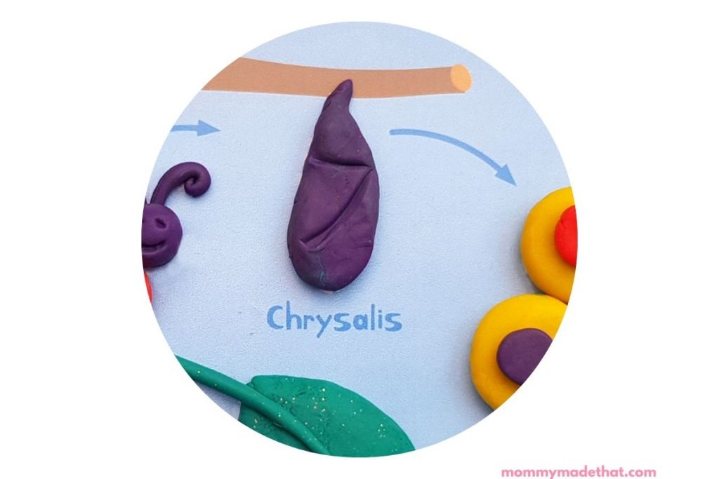 Chyrsalis stage of butterfly life cycle demonstrated on printable mat with play doh